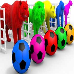 Find the same animal