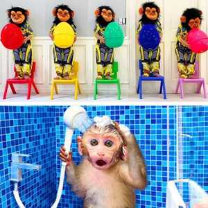 Pencocokan Tubuh Hewan Kartun