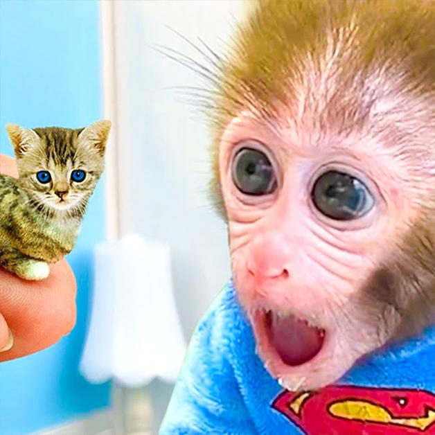 แมวขี้โมโหยิง